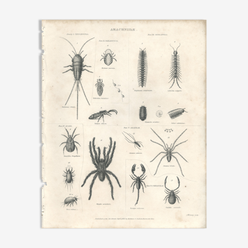 Antique engraving on Entomology: arachnid, nineteenth