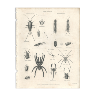 Gravure ancienne sur l'Entomologie : arachnide, XIXe