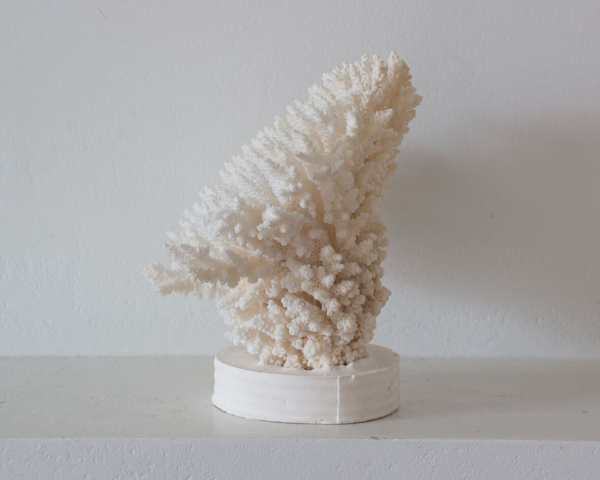 Ancient white coral