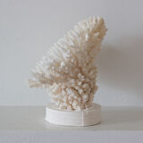 Ancient white coral
