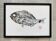 Framed art print, "Print of a sea bream"
