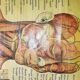 Affiche ancienne "planche anatomique"