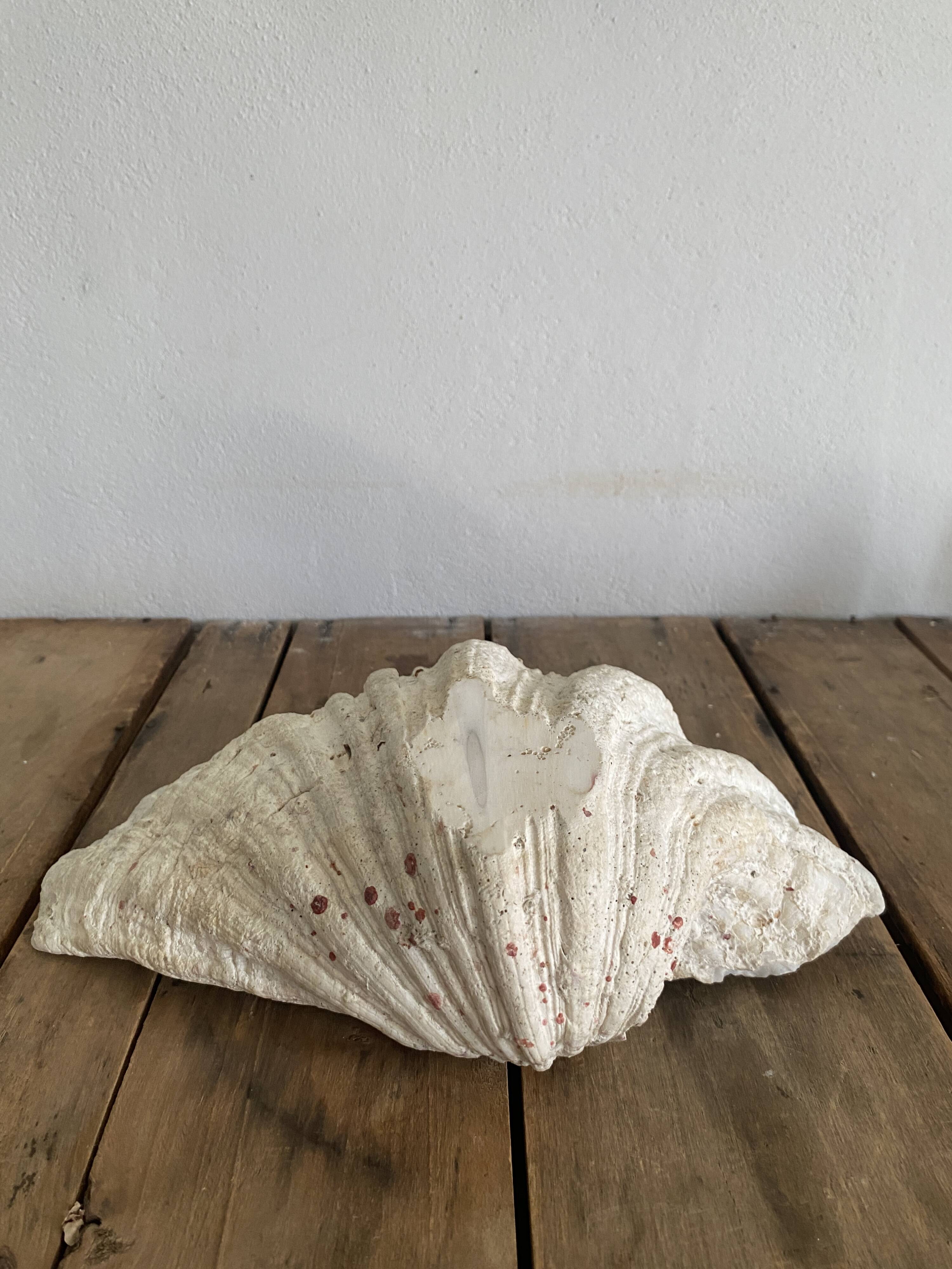 Bénitier shells, cabinet of curiosities