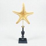Starfish on a turned wooden base, late 19th century - cabinet of curiosities