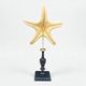 Starfish on a turned wooden base, late 19th century - cabinet of curiosities