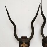 Pair of hunting trophy horn oryx antelope