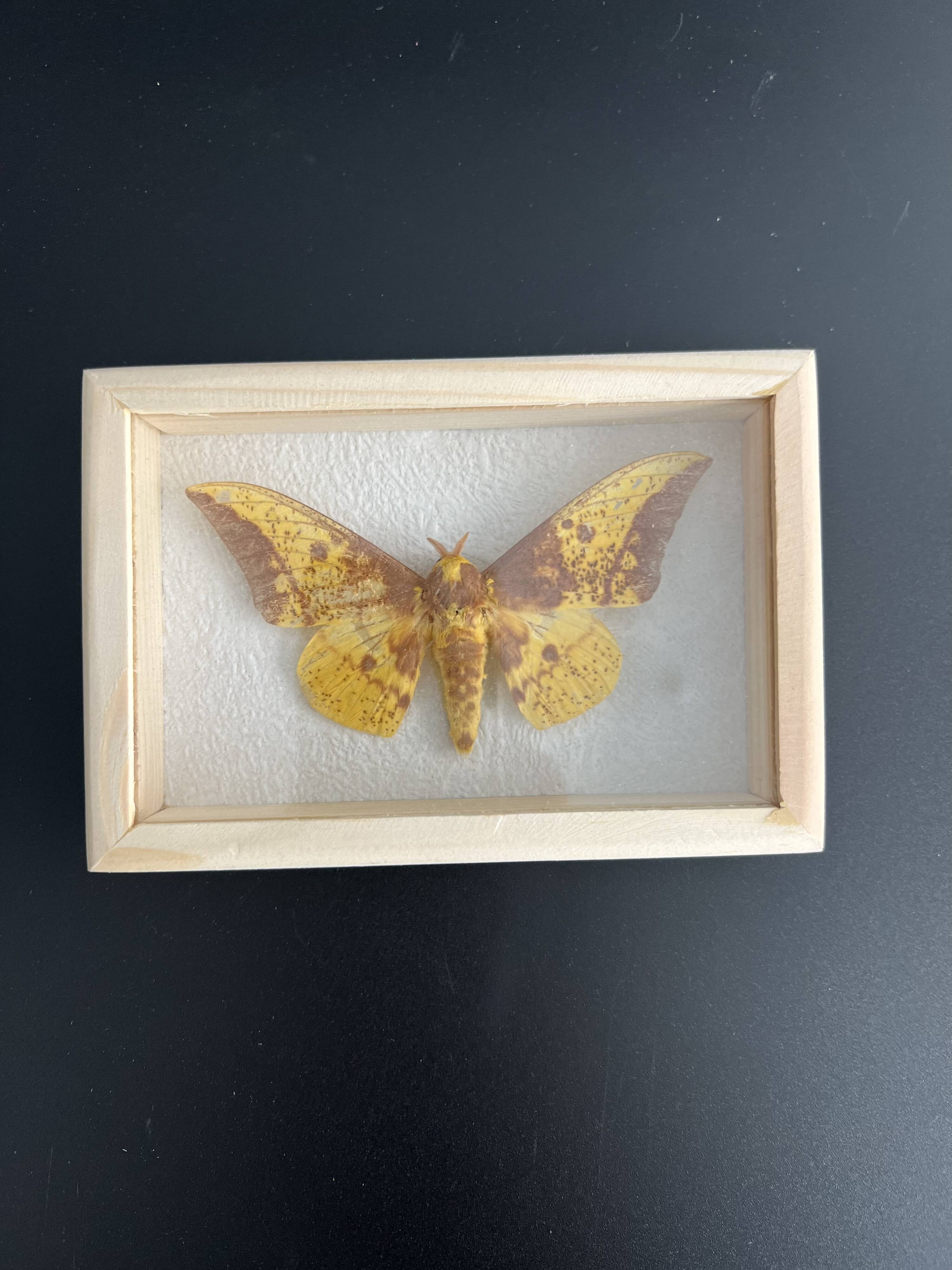 Butterfly frame Naturalized