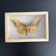 Butterfly frame Naturalized