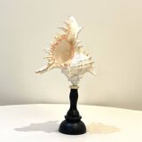 Old Murex conch shell on turned wooden base Napoleon III vintage curiosity cabinet R