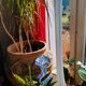 Spring Clichy vase.