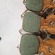 Lot 4 chaises auberge bistrot 1970"