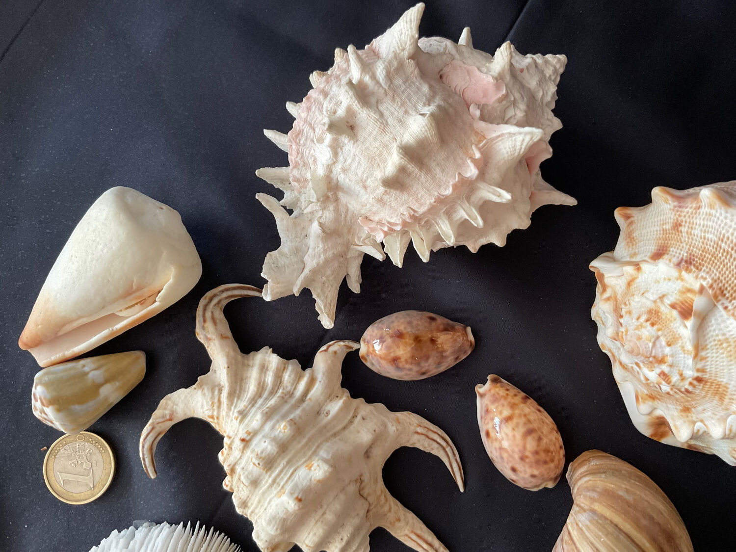 Shell Collection