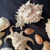 Collection coquillages