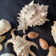 Shell Collection
