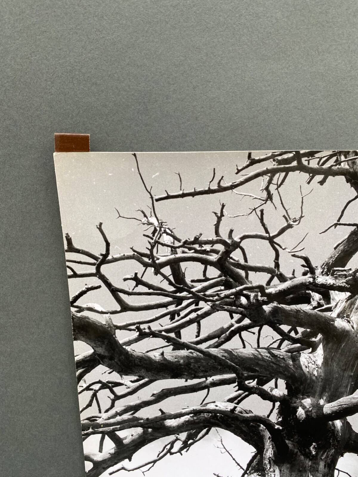Photo argentique Bernard Darot Graminées Fleurs XXe
