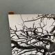 Photo argentique Bernard Darot Graminées Fleurs XXe