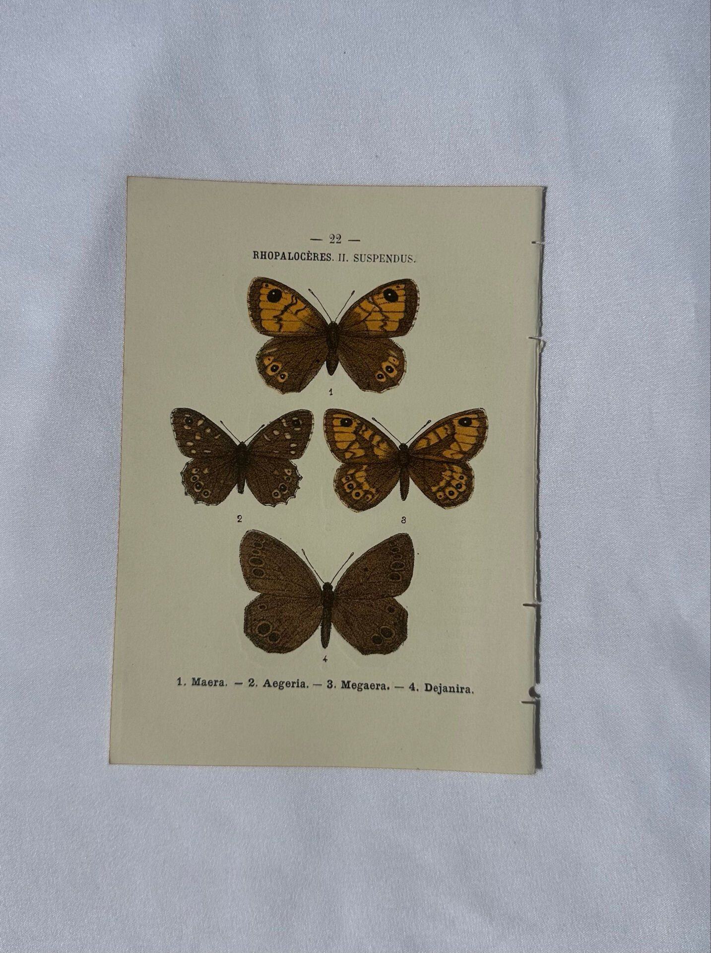 🦋 Botanical Plate Engraving of a Butterfly, 19th Century Naturalist