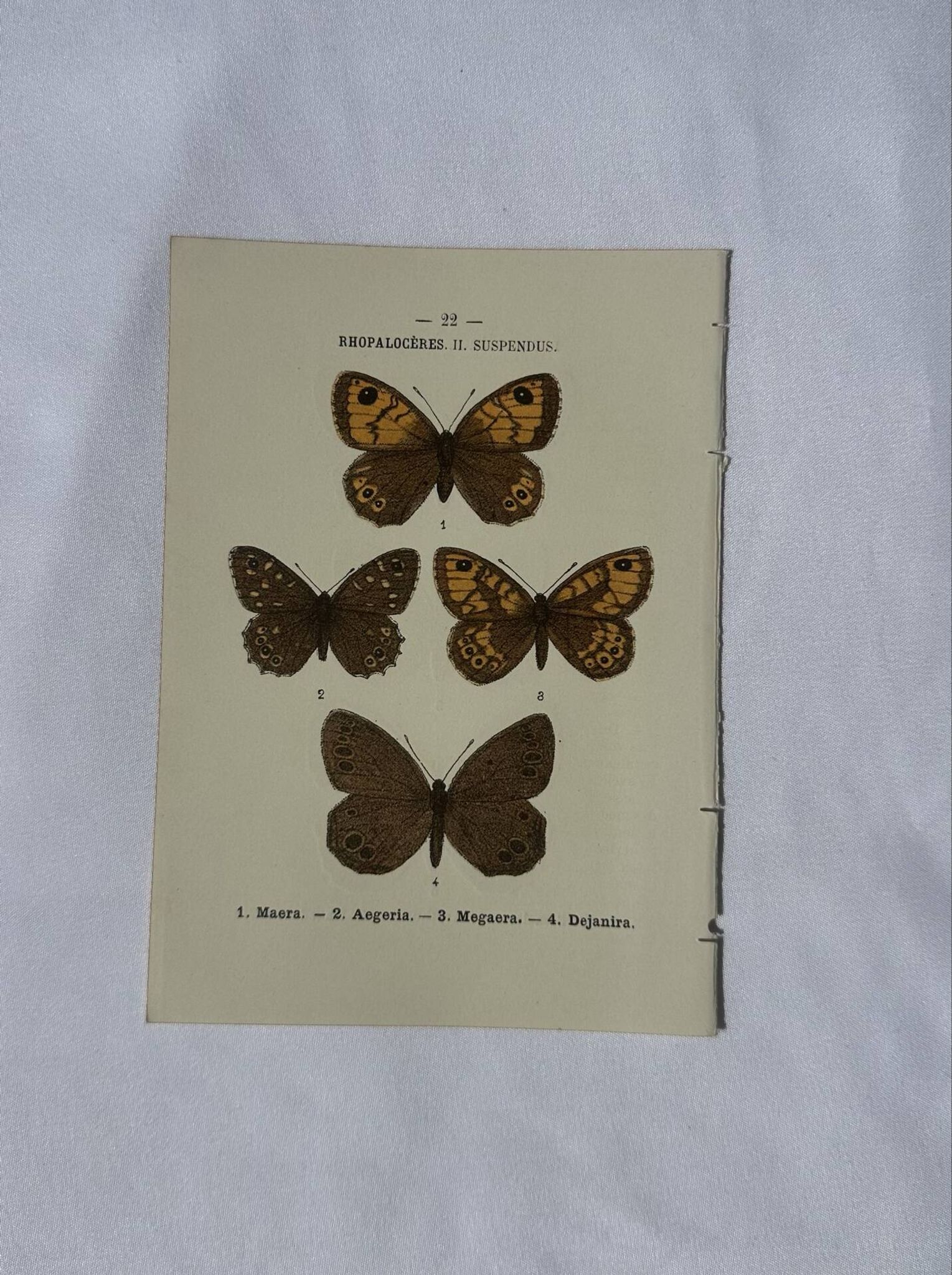 Planche Botanique Gravure Papillon naturaliste ancienne 19eme