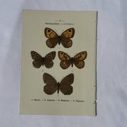 Planche Botanique Gravure Papillon naturaliste ancienne 19eme