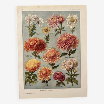 Lithographie sur les fleurs chrysanthèmes - 1920