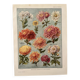 Lithographie sur les fleurs chrysanthèmes - 1920