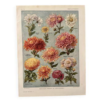Lithographie sur les fleurs chrysanthèmes - 1920