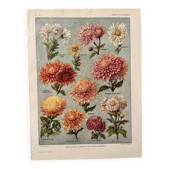 Lithograph on chrysanthemum flowers - 1920