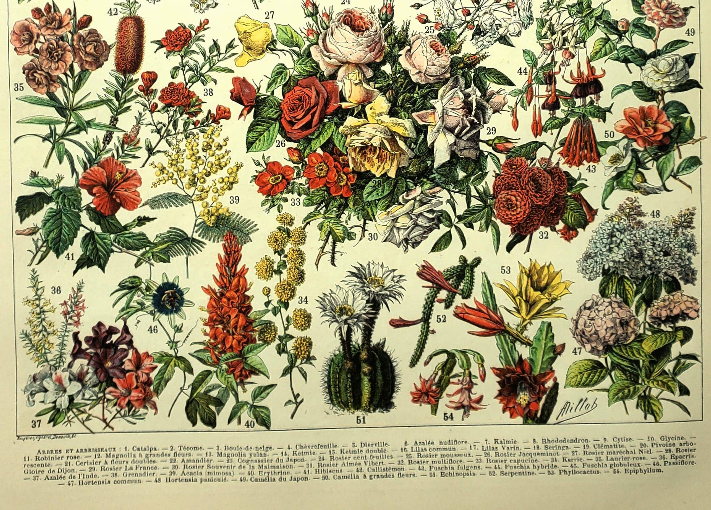 Gravure botanique 1897 - Fleurs et plantes, arbres