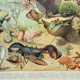 Old engraving 1898, Ocean (fauna and flora), fish • Lithograph, Original plate