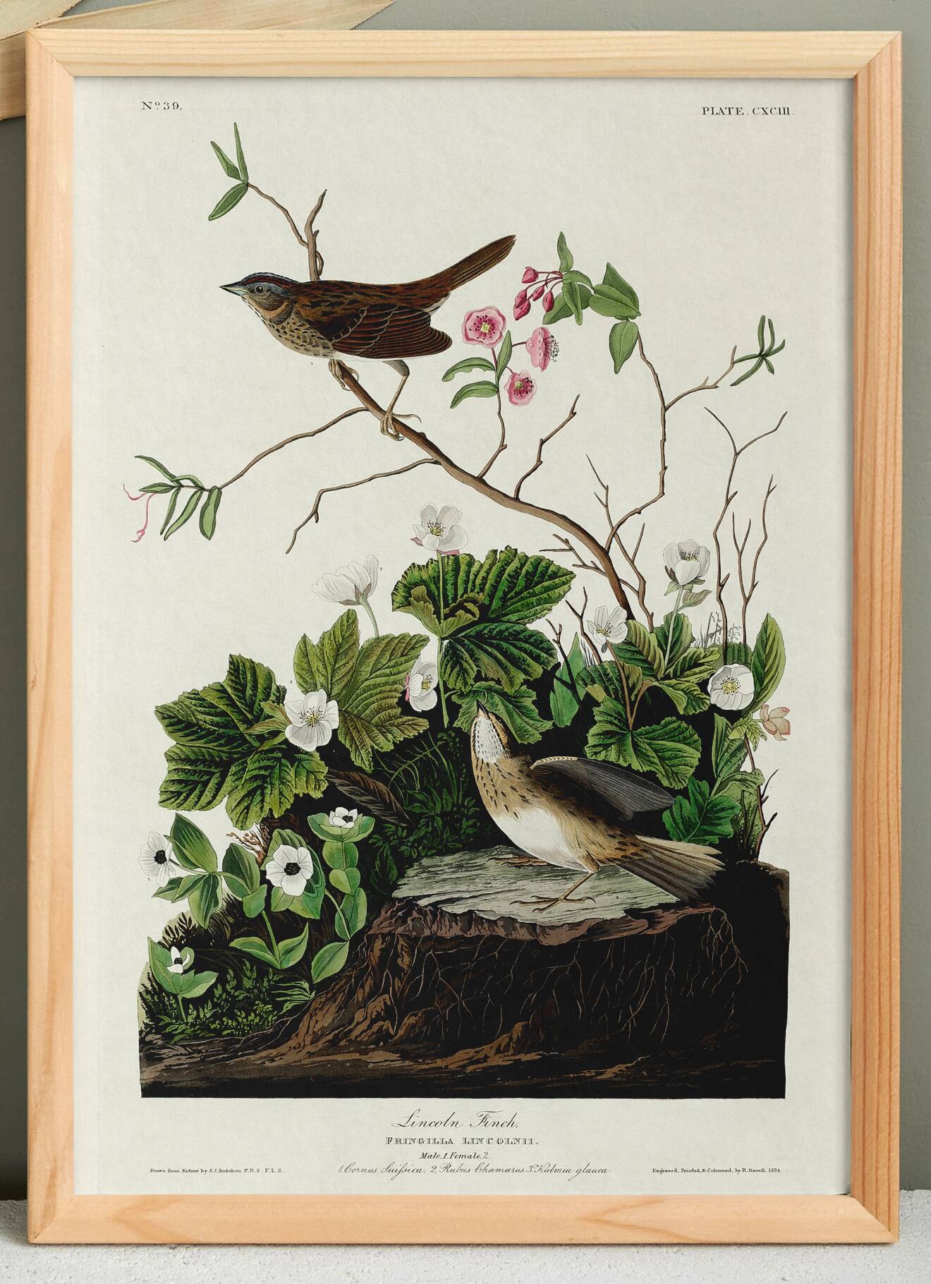 Poster about the Lincoln's Bunting, after an old engraving from 1827.