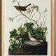 Poster about the Lincoln's Bunting, after an old engraving from 1827.