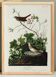 Poster about the Lincoln's Bunting, after an old engraving from 1827.