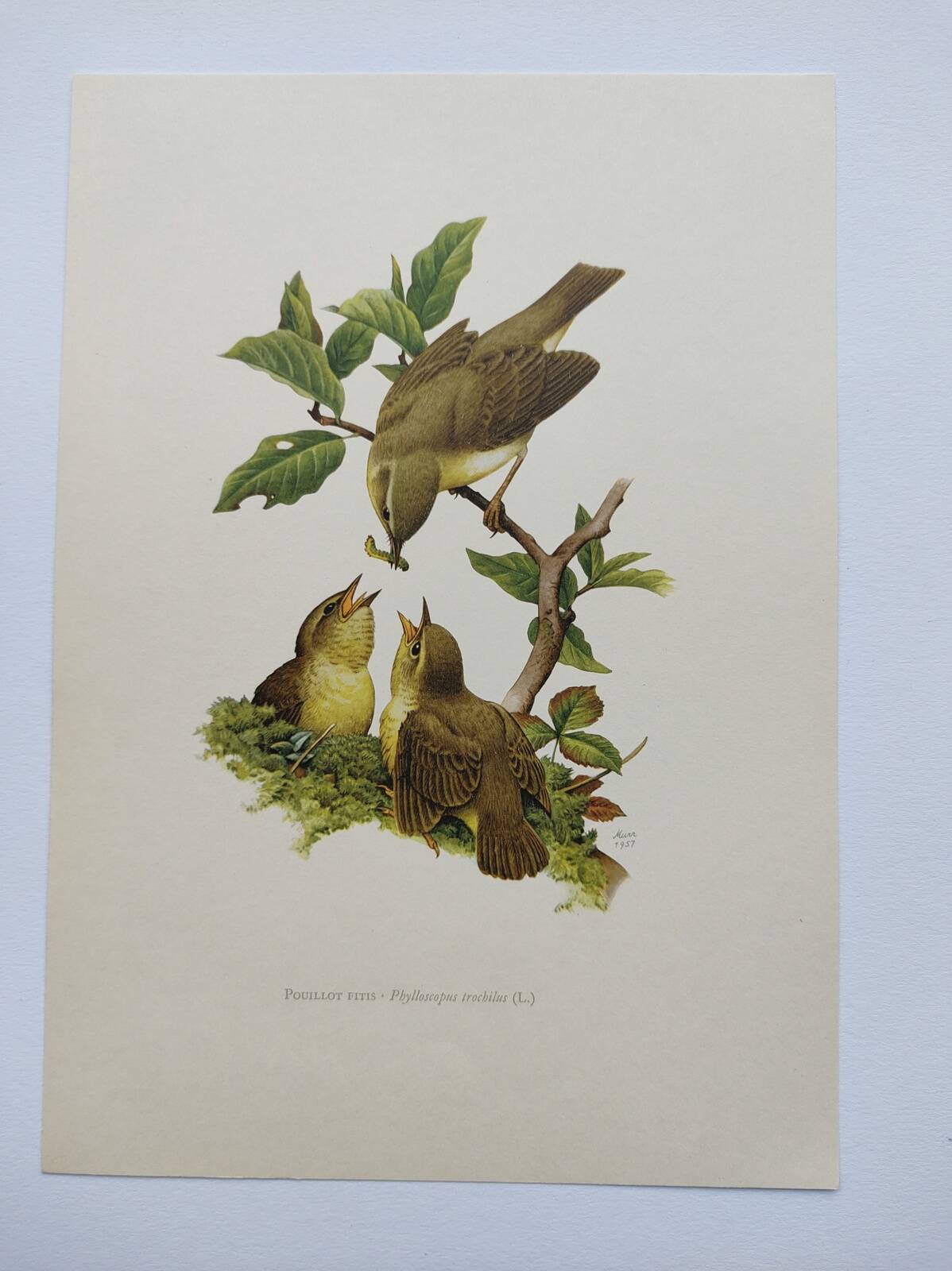 Old bird plate from the 1960s - Willow Warbler - Zoological and ornithological illustration