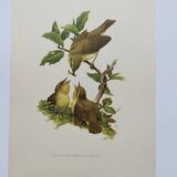 Old bird plate from the 1960s - Willow Warbler - Zoological and ornithological illustration