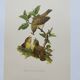 Old bird plate from the 1960s - Willow Warbler - Zoological and ornithological illustration