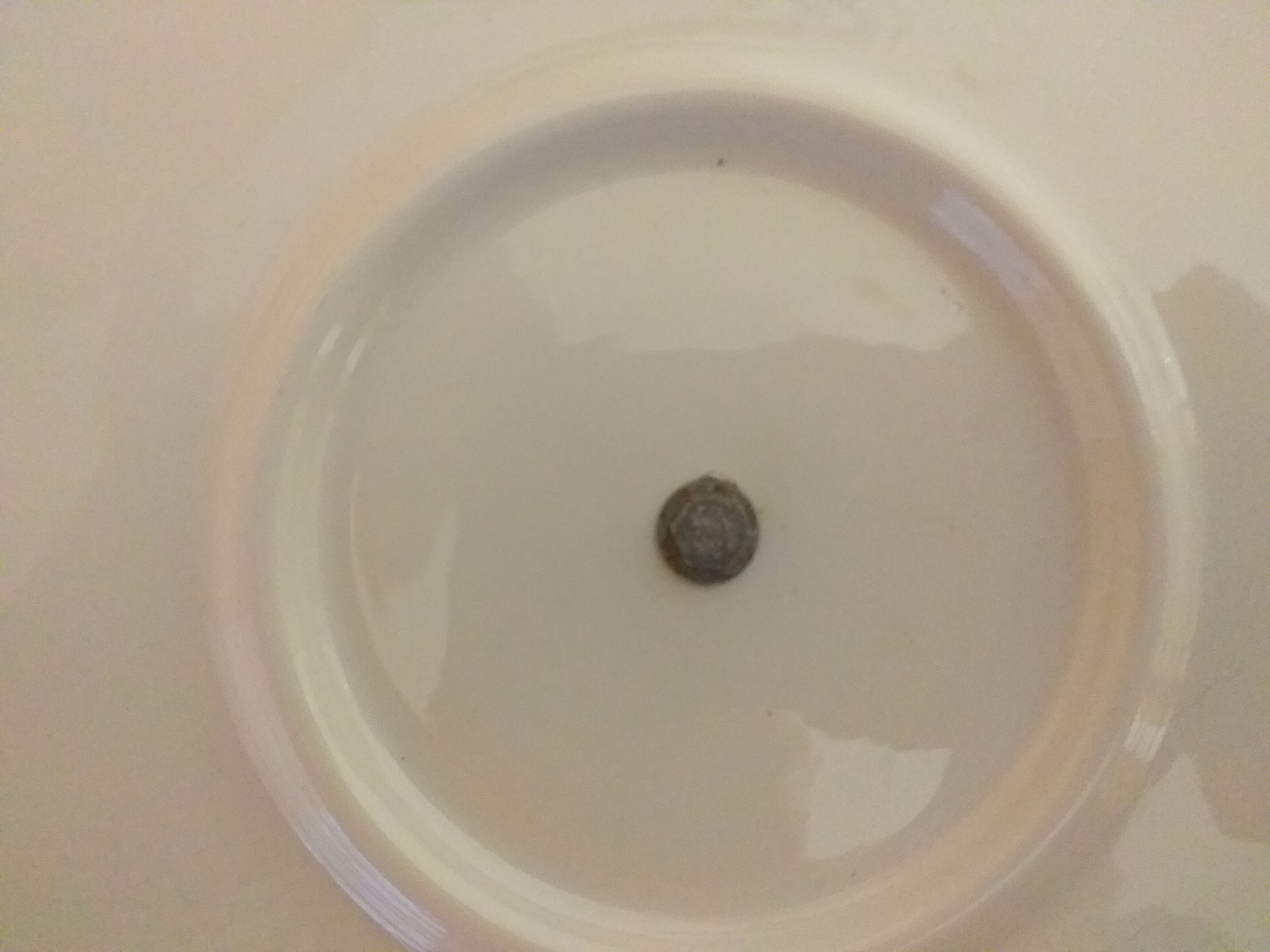 Sarreguemines cheese platter