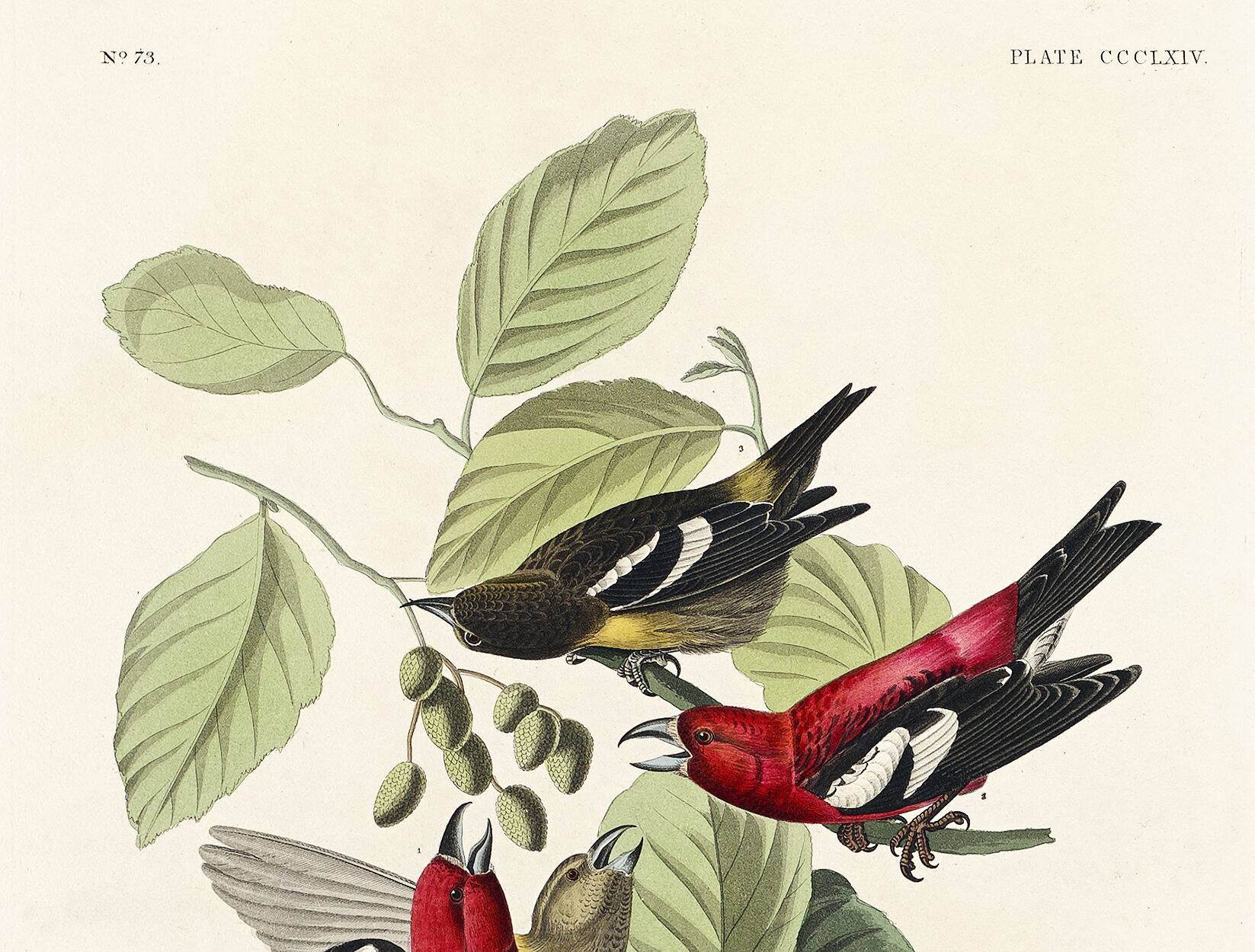 Poster about the two-barred crossbill, based on an old engraving from 1827.