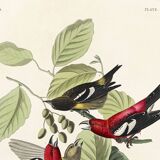 Poster about the two-barred crossbill, based on an old engraving from 1827.