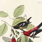 Poster about the two-barred crossbill, based on an old engraving from 1827.