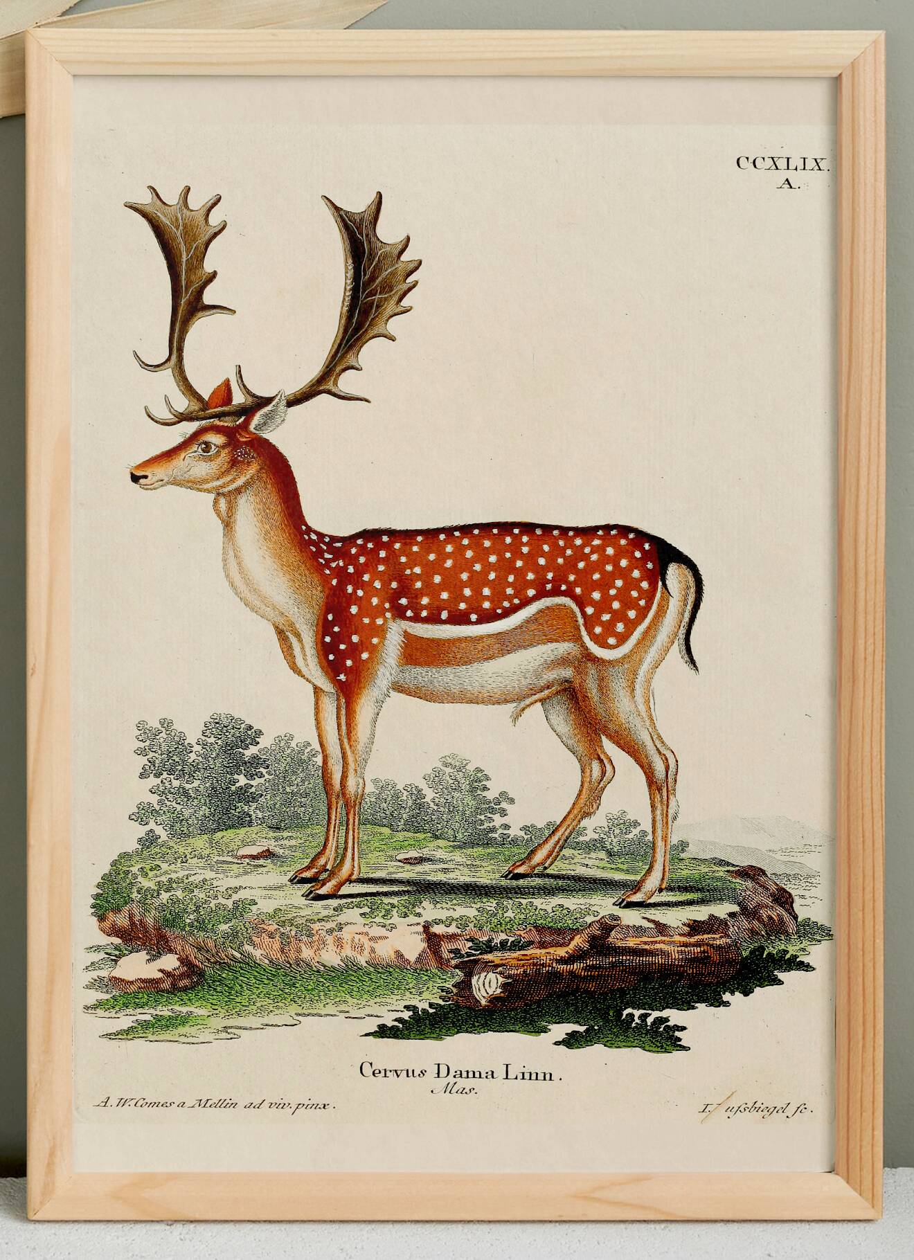 Poster about deer, based on an old engraving from 1774.