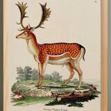 Poster about deer, based on an old engraving from 1774.