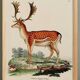 Poster about deer, based on an old engraving from 1774.