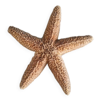 Natural ancient starfish