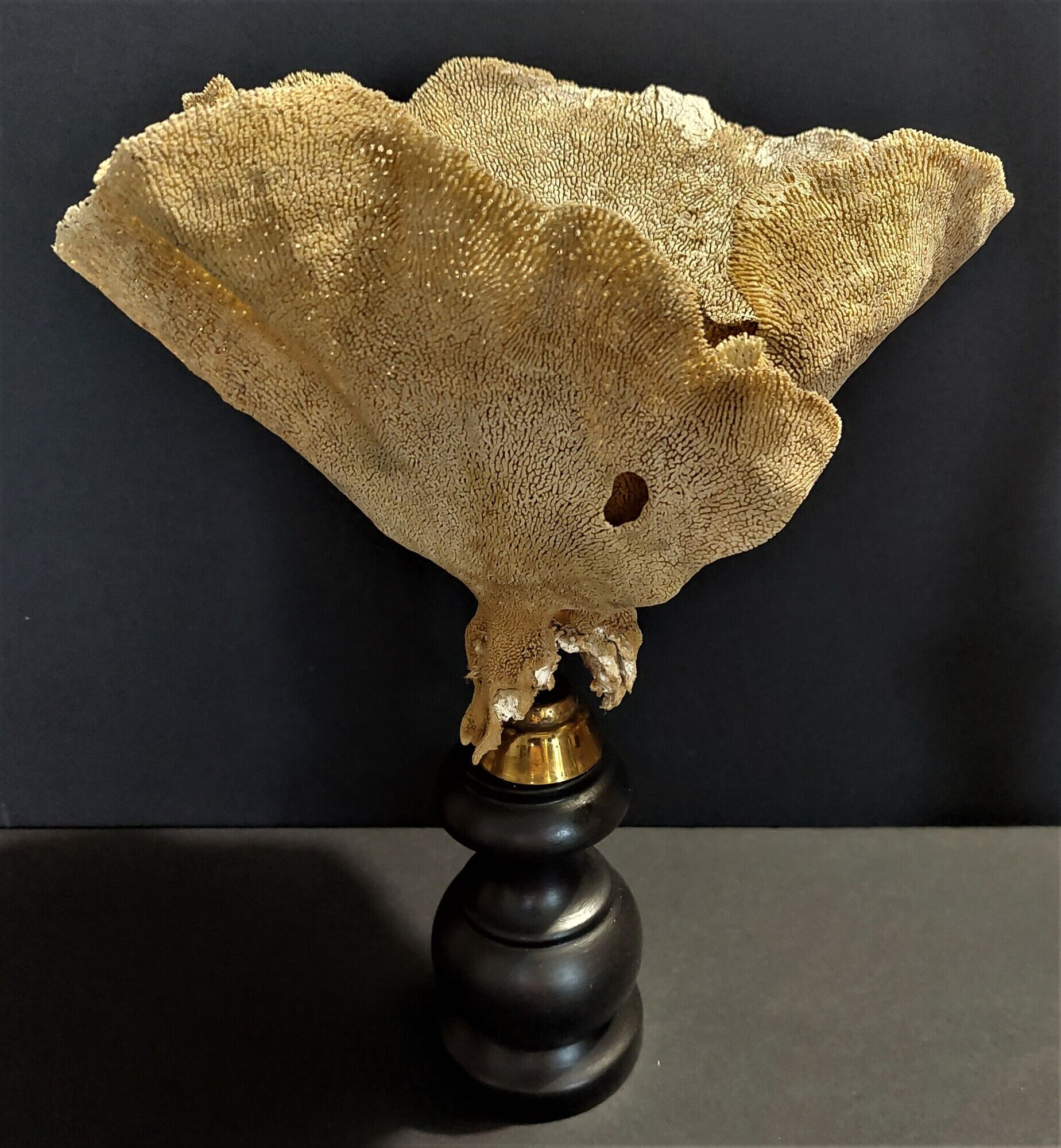 Cabinet of Curiosities sponge cut carteriospongia foliascens on base