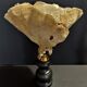 Cabinet of Curiosities sponge cut carteriospongia foliascens on base