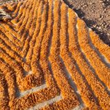 Modern peach orange blessed ouarain Berber rug