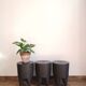 Bubu 1st by Philippe Starck
