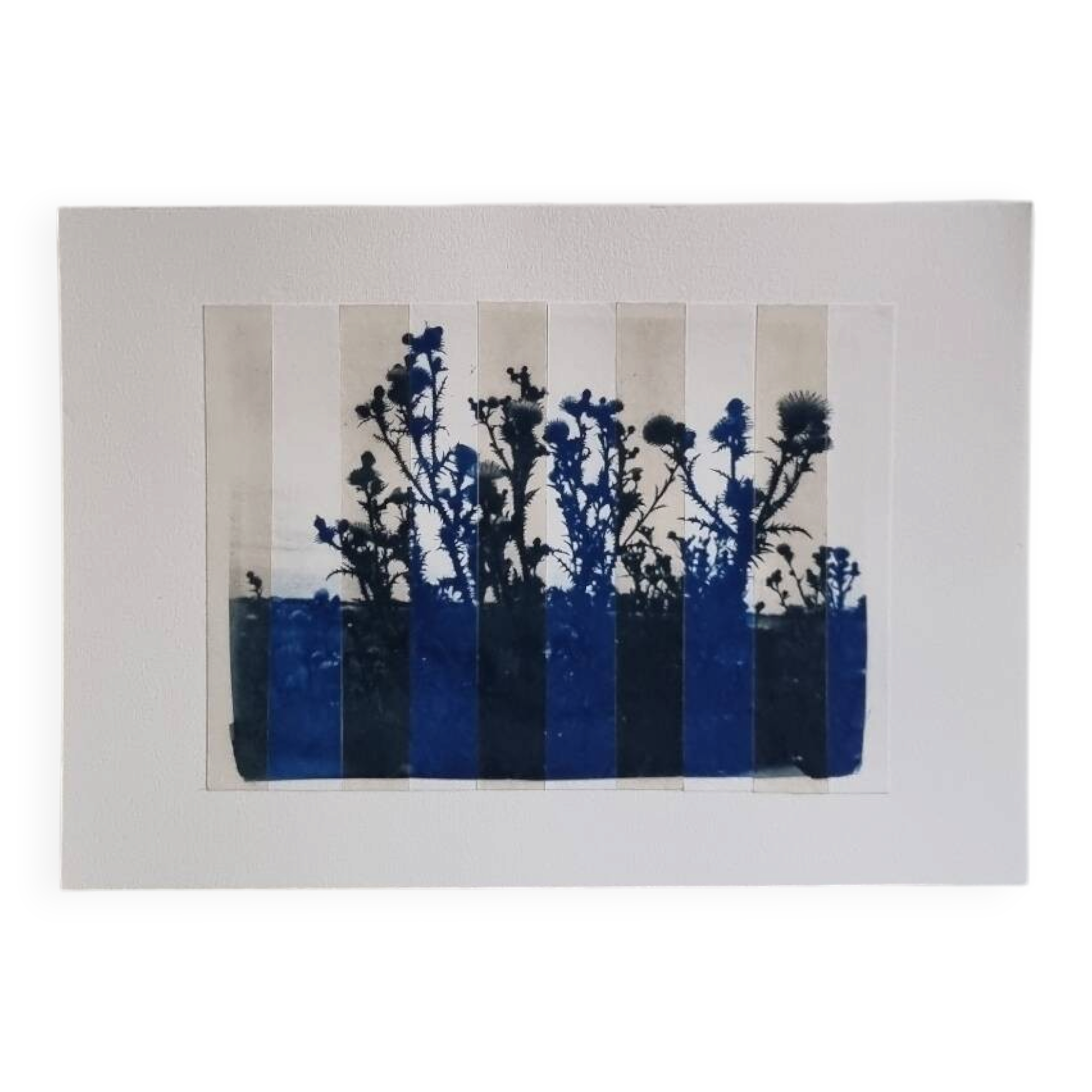 Cyanotype photo bichromy