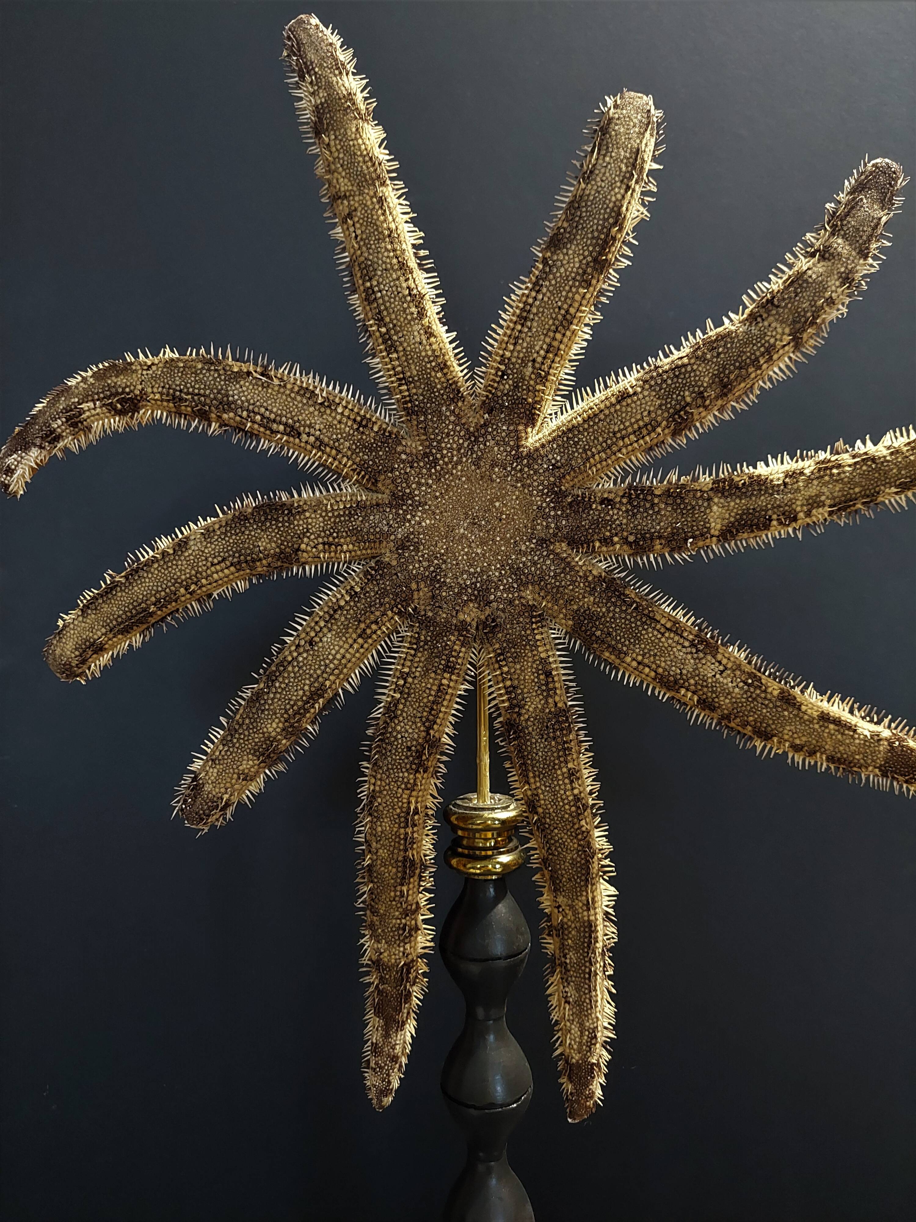 Cabinet de Curiosités étoile de mer luiduia magnifica sur socle