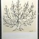 Lithographie de Henri Matisse, d'après Le Buisson, 1994